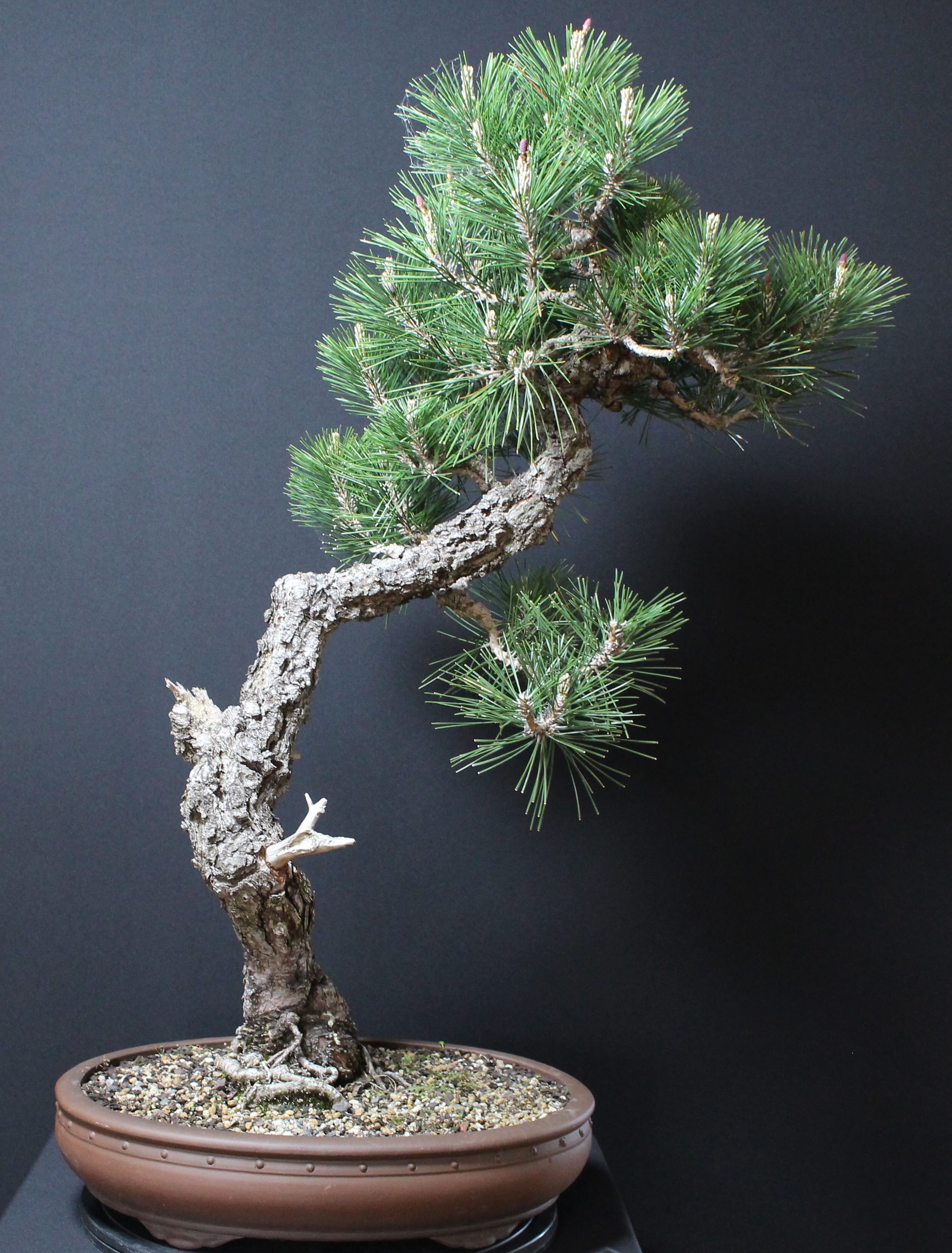 Bonsai Trees